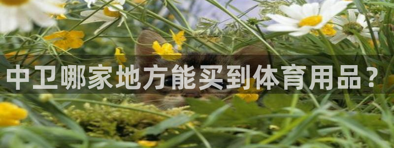 尊龙网站下分慢：中卫哪家地方能买到体育用品？